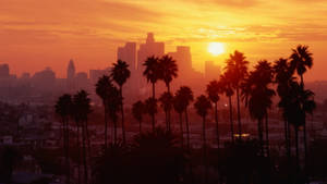 Palmetre Solnedgangsboulevard Los Angeles — Sunset Boulevard Bakgrunner
