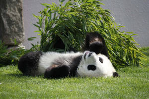 Panda som ligger på bakken med ansiktet opp bakgrunnsbilde.