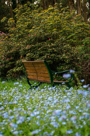 Parkbenk blå blomster på telefon — Huawei MatePad 11.5 (2026) Bakgrunner
