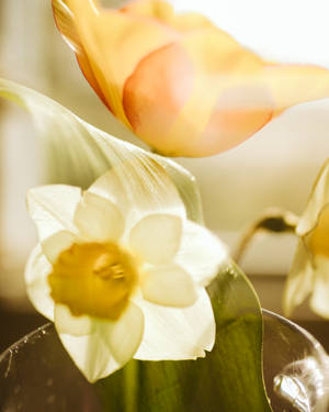 Påskeliljeblomst nær oransje blomst bakgrunnsbilde — 4:5 Bakgrunner