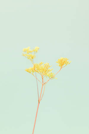 Pastell gulgrønn blomst for iPhone — Blomstret iPhone Bakgrunner