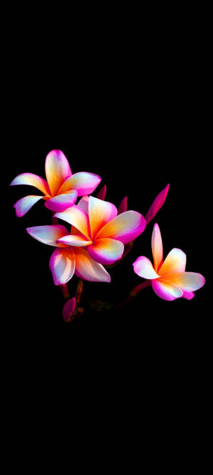 Pen Plumeria Blomst Mobil — Pixel 11 Bakgrunner