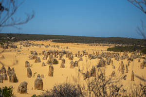 Perth Yanchep Nasjonalpark bakgrunn — Daggry Bakgrunner