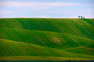 Grønn naturbakgrunn — MacBook Pro M3 Bakgrunner