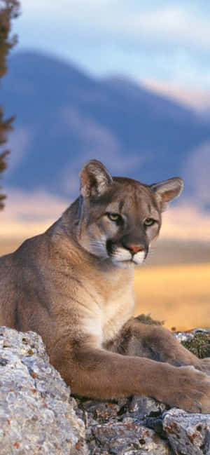Puma-bilder — Honor Play11 Bakgrunner