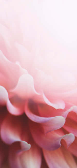 Lyserosa Blomster Iphone — Xiaomi 17 Pro Bakgrunner