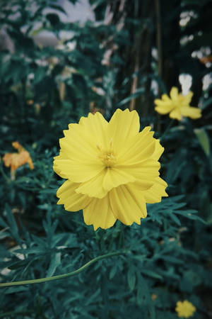 Redmi 4k Gul — Redmi Bakgrunner