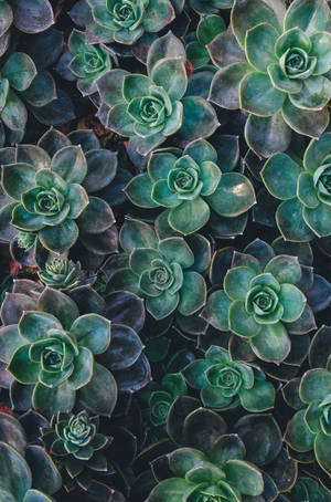 Redmi 4k Succulenter — Redmi Bakgrunner