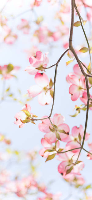 Redwood rosa epleblomst — 19.5:9 Bakgrunner