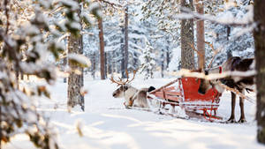 Reinsdyr som aker i tykk snø — Vinter Bakgrunner