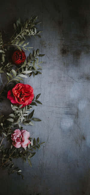 Rosebakgrunn — iPhone Xr Bakgrunner