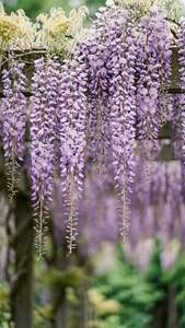 Kaskaderende lilla wisteria hengende fra espalier, myk fokus, romantisk vårstemning. — Blomsterestetikk Bakgrunner