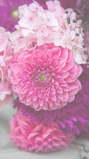 Rosa Dahlia Blomst Iphone — Blomstret iPhone Bakgrunner