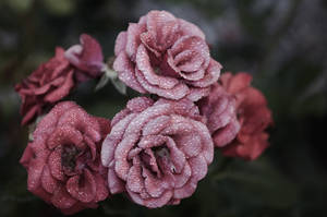 Rosa estetikk med rosa kronblad — Rose Aesthetic Bakgrunner