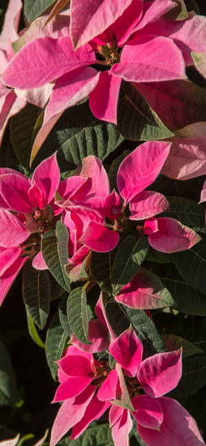 Rosa Julestjerne HD bakgrunn — iPhone 15 Pro Bakgrunner