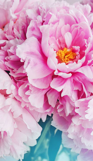 Rosa Kronblader Blomst Iphone
