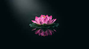 lotus, rosa lotus, vannlilje, speilbilde, zen, meditasjon, velvære, flytende, minimalistisk, spa, fredelig, ro, mørk bakgrunn, natur, blomst, blomstring, renhet, spiritualitet, yoga, avslapning