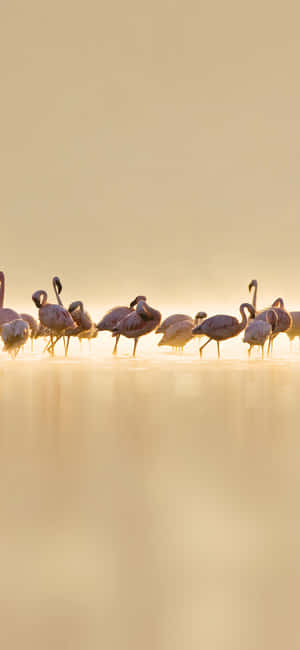 Fotografi Flamingo Iphone — Vivo X500 Bakgrunner