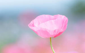 Rosa rose med tynne kronblader bakgrunnsbilde