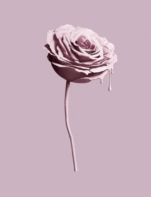Rosa rose Tumblr-estetisk bakgrunn — Tumblr estetikk Bakgrunner