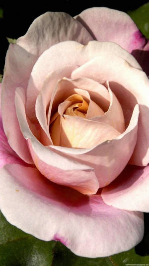 Rosa roseblomst iPhone — Blomst Bakgrunner