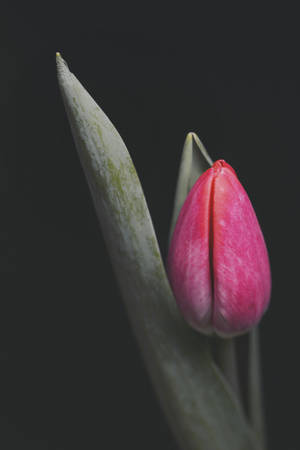 Rosa tulipanblomst iPhone — Blomst Bakgrunner