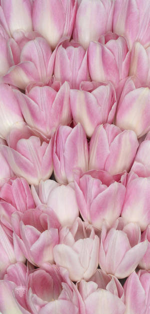 Rosa tulipaner blomst Iphone