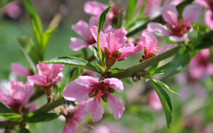 Rosa vårblomster bakgrunn