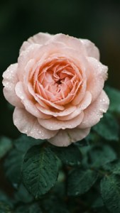 Pastellrosa rose med duggdråper — Pastellrosa Bakgrunner