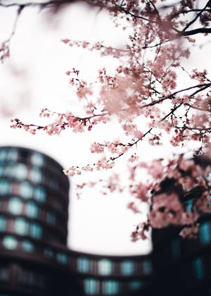 Sakura i byen bakgrunnsbilde — OnePlus Pad 3 Pro Bakgrunner