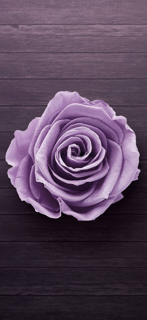 Samsung Galaxy S22 lilla rose bakgrunnsbilde