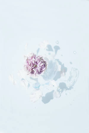 Samsung S20 Ultra Rosa Blomst