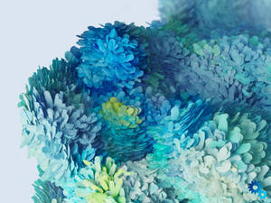 Samsung S20 Ultra Blomsterkronbladform — Blomsterestetikk Bakgrunner
