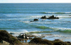 San Simeon dyreliv — Hav Bakgrunner