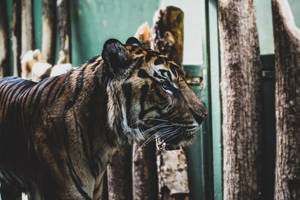 Sannferdig Tiger HD I Fangenskap — Tiger Bakgrunner