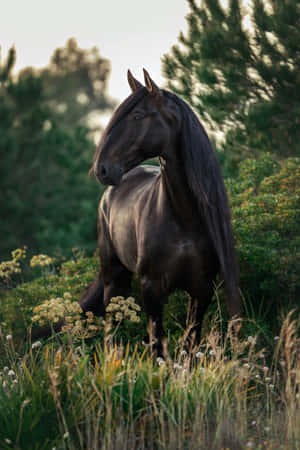Se den majestetiske skjønnheten til to hester — Honor Pad GT2 Pro Bakgrunner
