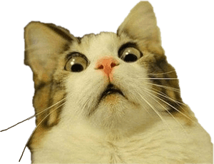 #sjokkert #katt #freetoedit - Katt meme gjennomsiktig bakgrunn, HD Png nedlasting