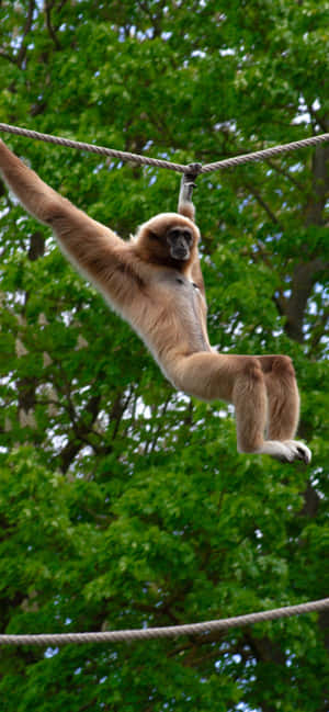 Iphone Xs Max Gibbon Bakgrunn — Oppo F Bakgrunner