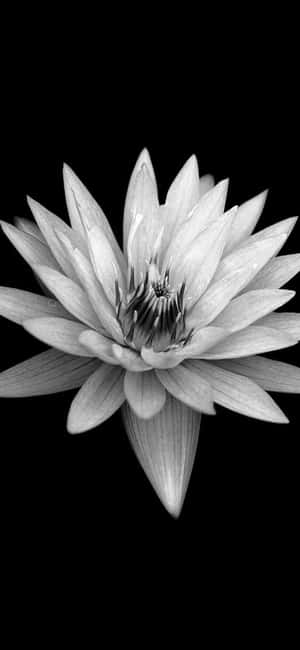 Blomster med svart — Vivo X300 Pro Bakgrunner