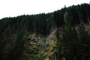 Skogfjellkant bakgrunnsbilde