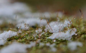 Snø om våren bakgrunnsbilde