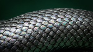 Intrikat makro av Slytherin-slangeskjell. — Slytherin-estetikk Bakgrunner