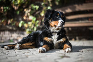 Søt Berner Sennenhund i Solen — Søt hund Bakgrunner