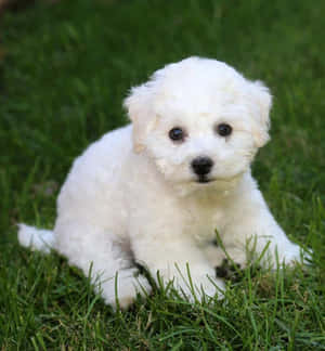 Bilder av Bichon Frisé — Honor Magic V Flip 2 Bakgrunner