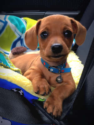 Bilder av dachshundvalper — iPad Air 13 Bakgrunner