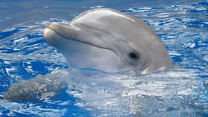 Søte Delfin Bilder — Surface Bakgrunner