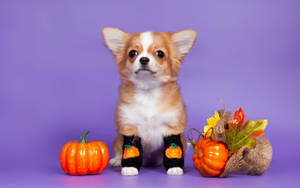 Søt estetisk Halloween-hund