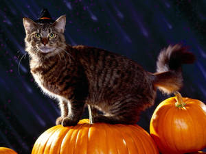 Søt Halloween-tabbykatt-bakgrunnsbilde. — Søt Halloween Bakgrunner
