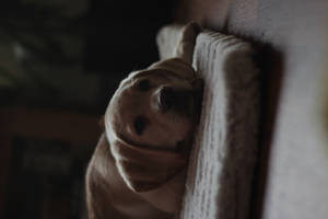 Søt hund på hvit pute — Søt hund Bakgrunner