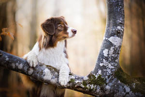 Søt hund som klatrer i tre — Søt hund Bakgrunner